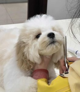 寵物美容服務讓狗狗保持整潔健康毛髮