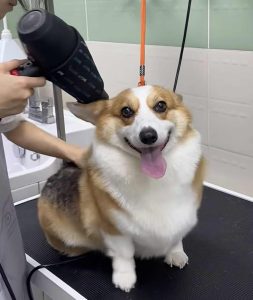 專業寵物美容讓狗狗保持最佳狀態